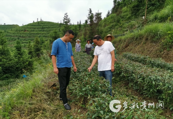 贵州六枝：两父子退役返乡种茶带富乡亲