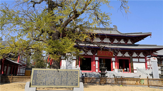 （B 旅游列表 三吴大地南京 移动版）徐州邳州白马寺：千年古银杏树走红