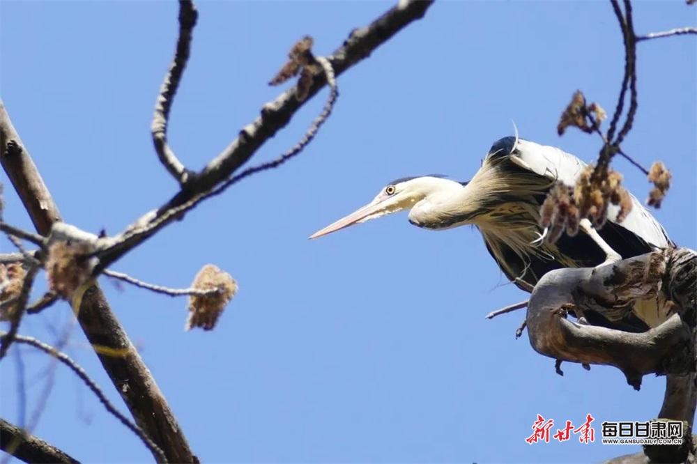 武都朝阳洞景区灰鹭舞蹁跹