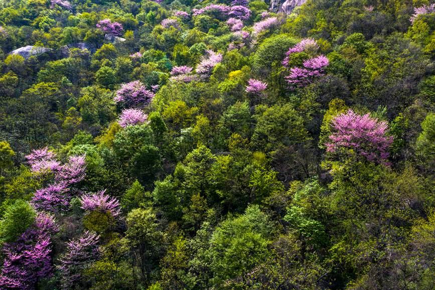 河南鲁山：紫荆花开漫山谷