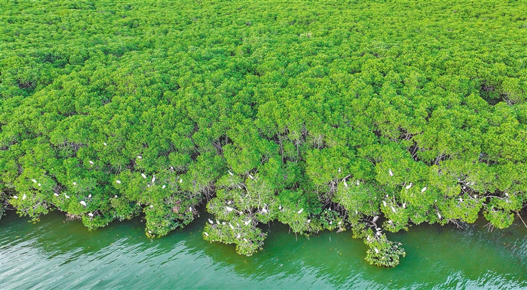 海南：再造海上绿洲