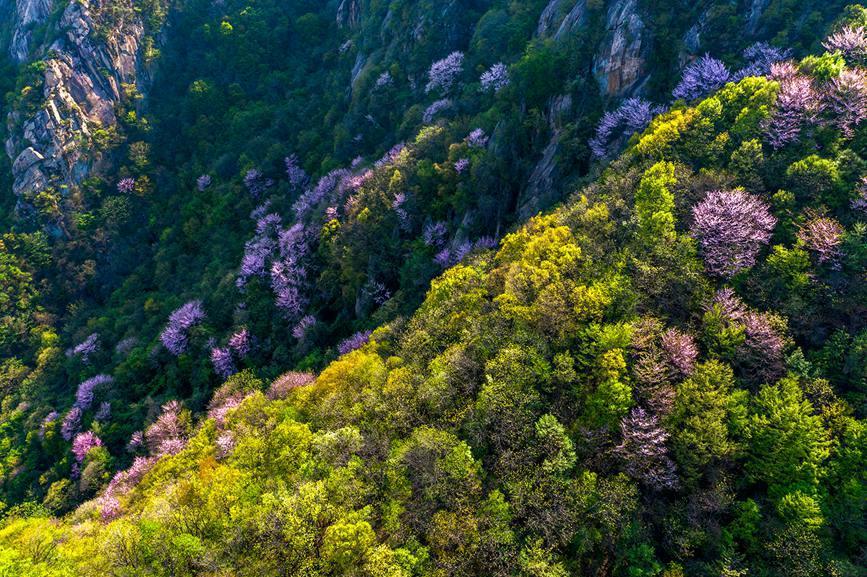 河南鲁山：紫荆花开漫山谷