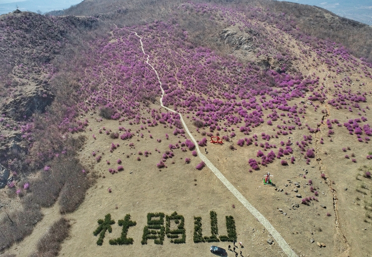 杜鹃绽放杜鹃山 花海香涛醉春来