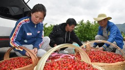 贵州毕节：党支部引领为乡村特色产业亮“颜”增“值”