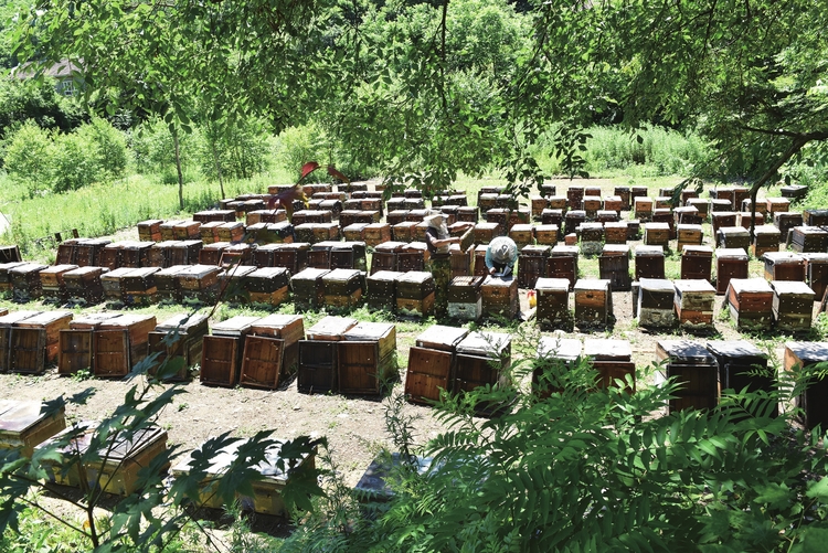 吉林白山“小蜜蜂”酿就甜蜜“大事业”