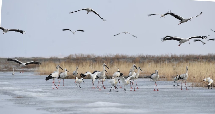 吉林波罗湖国家级自然保护区迎来大批“国宝级”鸟类回迁