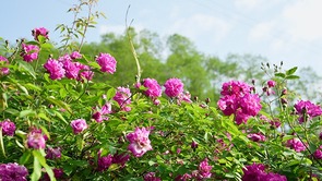 成都彭州宝山：蔷薇花开 幽香袭人