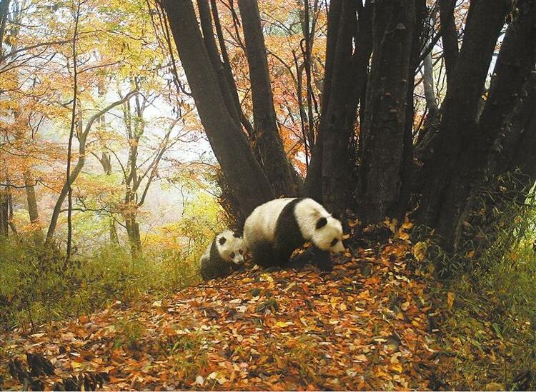 【生态】给大熊猫一个温暖的家 ——甘肃省稳步推进自然保护地体系建设_fororder_熊猫2
