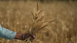 印度放宽小麦出口禁令 规定日期前符合条件小麦可出口_fororder_0309fa7911a94978a1e93e504c384925