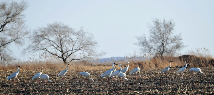 林甸湿地迎来千只白鹤