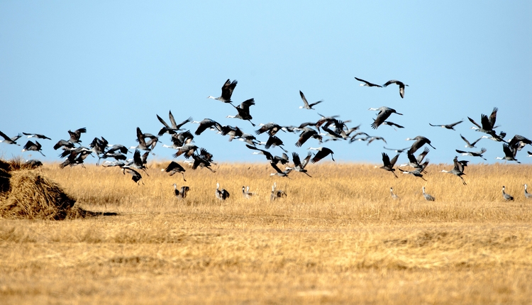 林甸湿地迎来千只白鹤