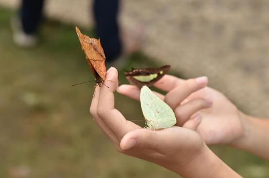 第二届昆虫艺术科普展 走进与蝴蝶共舞的自然课堂