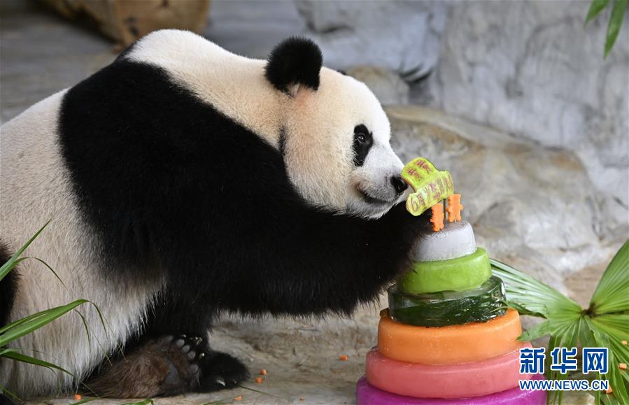 大熊猫兄弟的“生日派对”