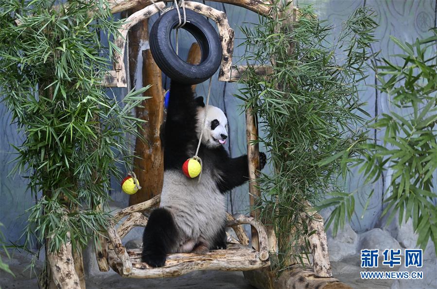 大熊猫兄弟的“生日派对”