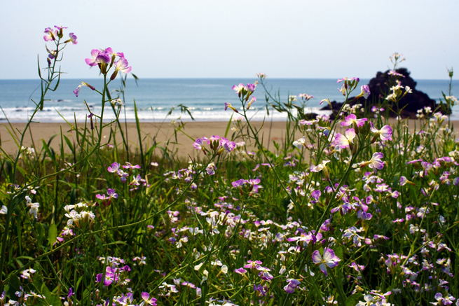 图片默认标题_fororder_105 DSC_0163ハマダイコンs