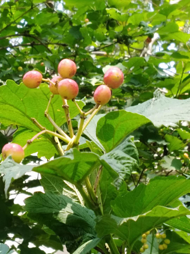 图片默认标题_fororder_s1