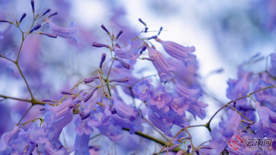 红河州蒙自市：蓝花楹浪漫绽放