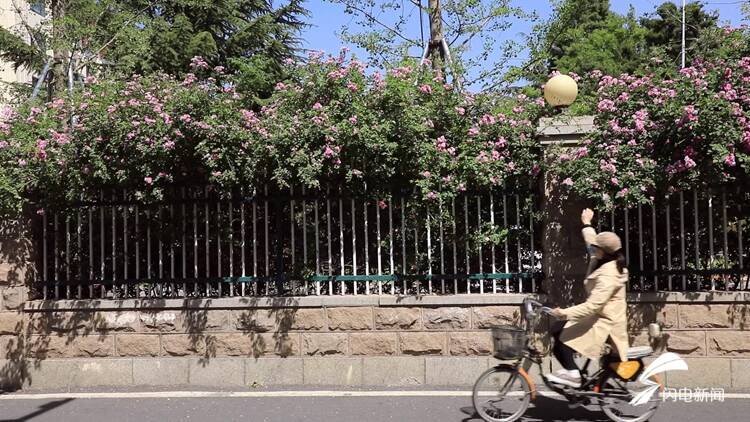 诗画山东｜初夏的浪漫，藏在街头小巷的蔷薇花墙里