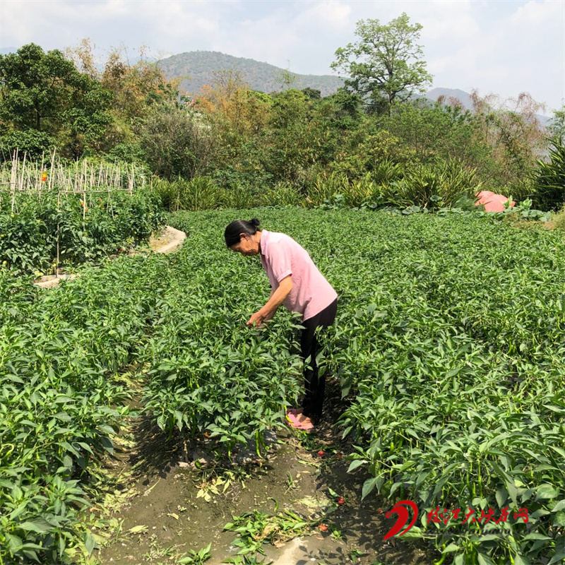 【已审】怒江州农业农村局：加快农业提质增效 促进农民持续增收