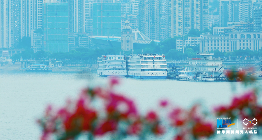 【城市远洋带图】重庆：初夏花海扮靓长江之滨