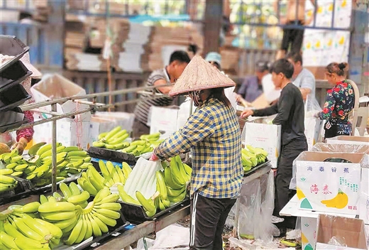 北海：水果基地的丰收季节