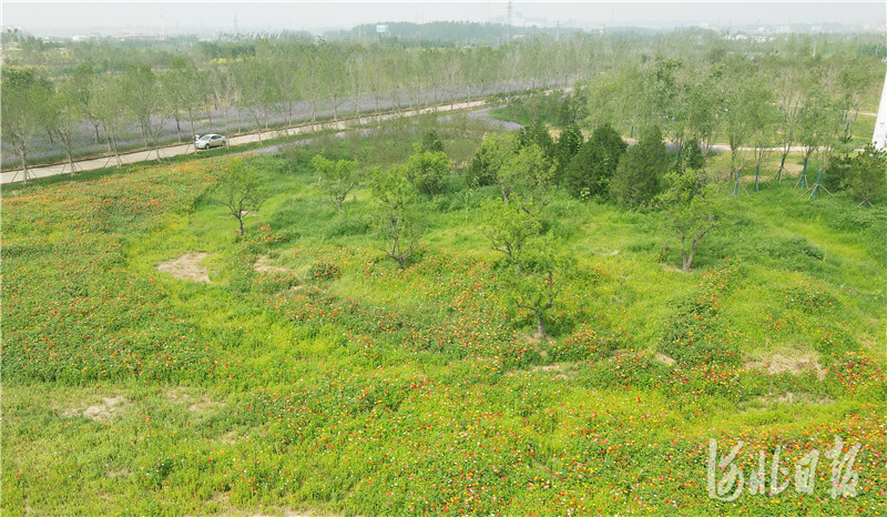 河北邯郸： 河北省第四届园林博览会工程进展顺利