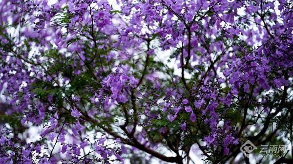 云南通海：蓝花楹浪漫盛开