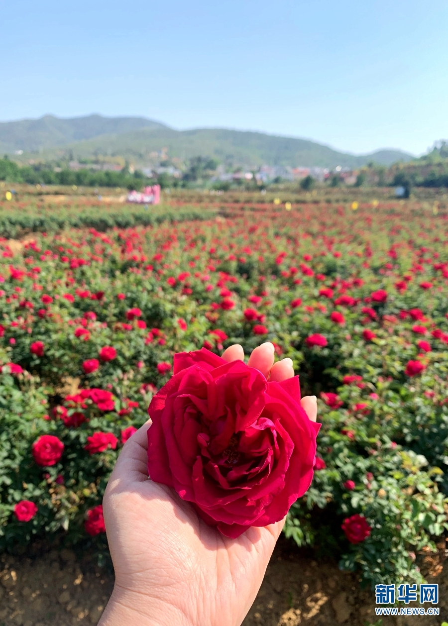 云南安宁“头水花”开 解锁一朵玫瑰的N种吃法