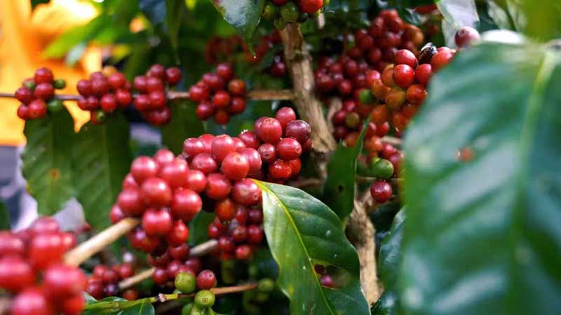 普洱思茅：咖啡提质增效培训助力乡村振兴