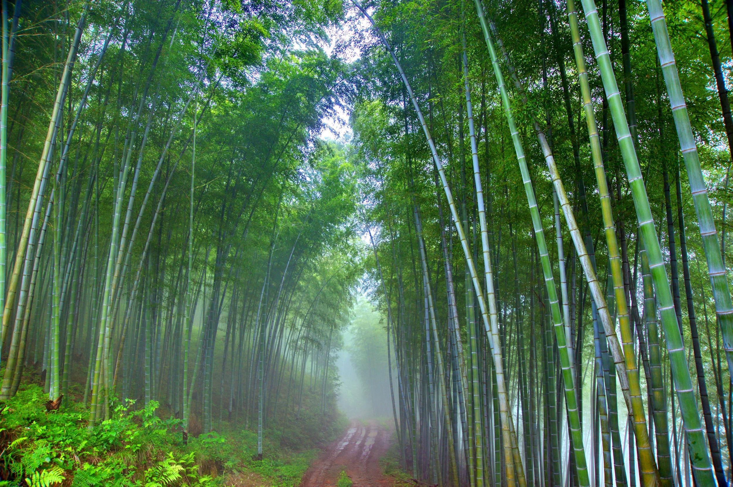 （要闻、客户端贵州、移动版）贵州省境内国家森林步道有两条 总计达1277公里