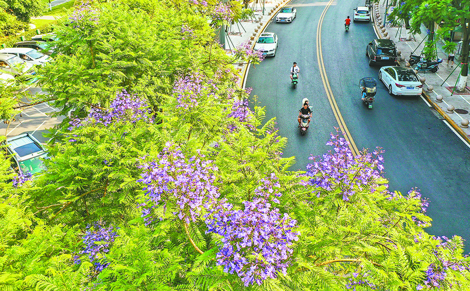 【城市远洋带图】重庆：蓝花楹开 浪漫街头