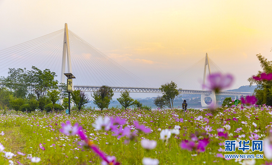 格桑花随风涌动 重庆江边湿地公园迎初夏美景