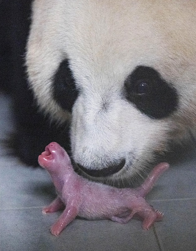 旅居韩国的中国大熊猫夫妇喜诞幼崽