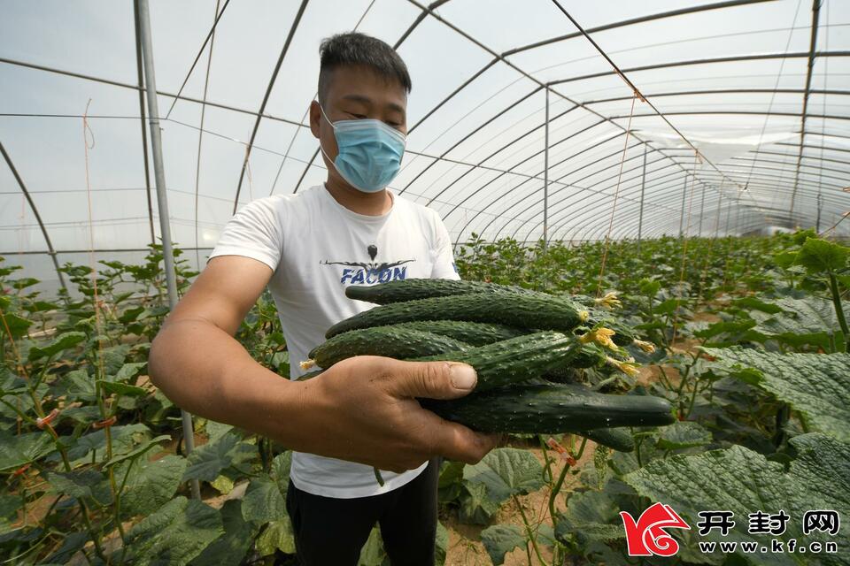 开封杞县:大棚蔬菜喜获丰收