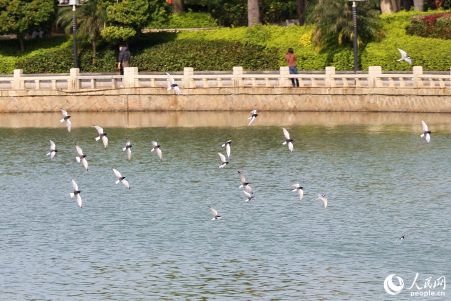 数百只白翅浮鸥翔集厦门筼筜湖畔