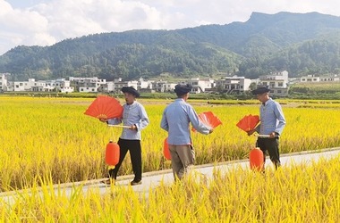 （供稿）黔西南贞丰：8万亩水稻迎丰收 科技抢收确保“颗粒归仓”