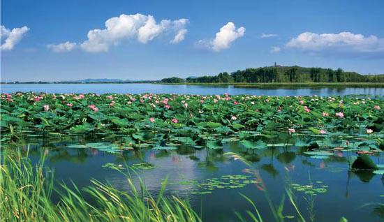 Tieling Lotus Wetland: creating the most beautiful business card of Tieling tourism in Liaoning Province, China