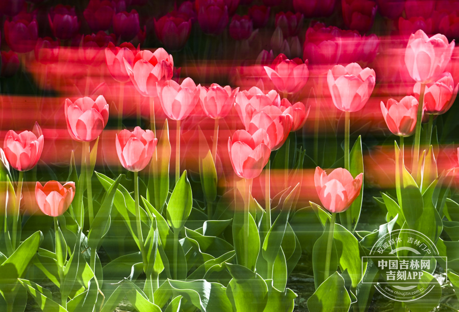 长春:“郁”见夏天_fororder_郁金香1