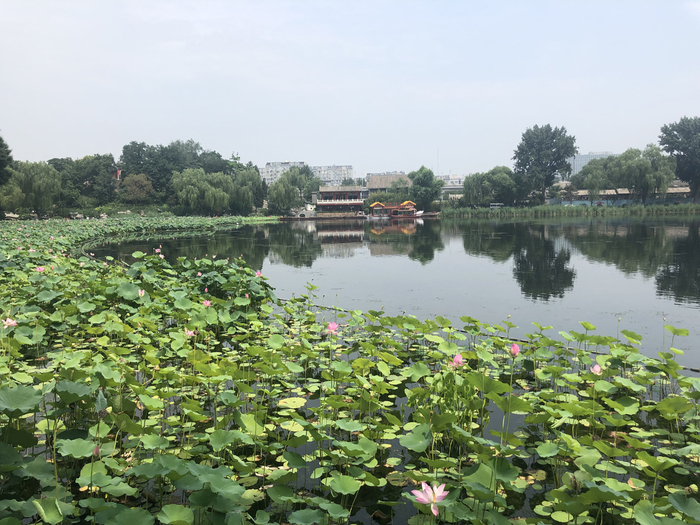 图片默认标题 图片默认标题_fororder_什刹海西海湿地公园