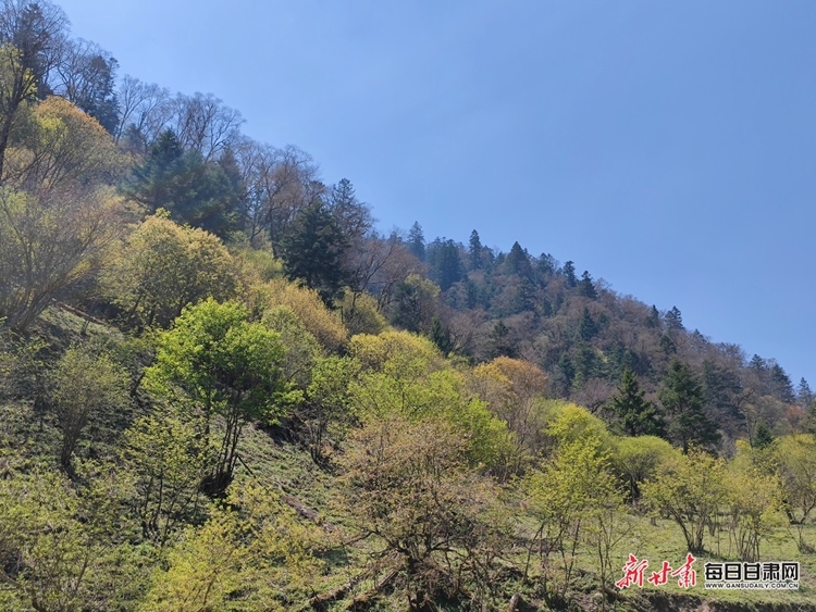 飞瀑流泉松涛阵阵 山峰叠翠奇石林立 宕昌黄家路林区风光旖旎_fororder_3