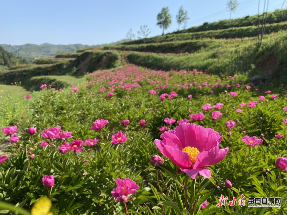 【文旅】两当：芍药开花赛牡丹 娇艳欲滴迎远客_fororder_牡丹2