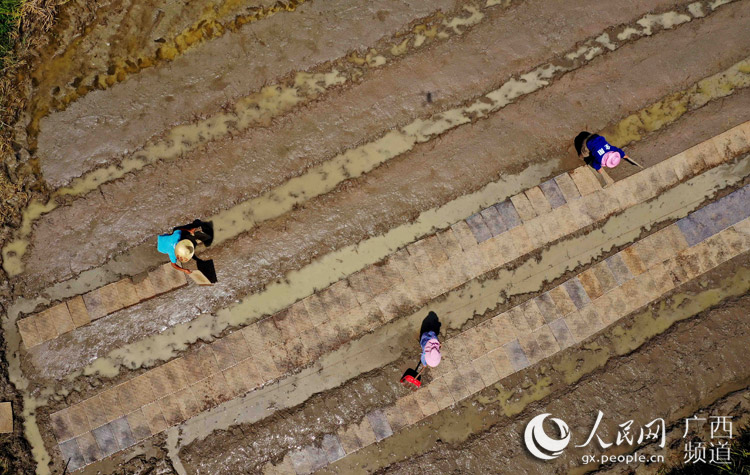 广西:“大暑”高温忙农事