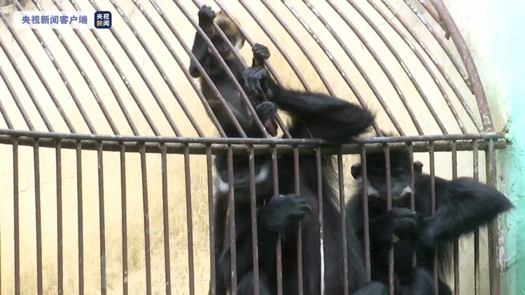 世界濒危灵长类动物！广西梧州人工圈养黑叶猴迎来今年第4只猴宝宝