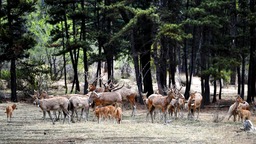 （）珍稀物种麋鹿在大青山繁衍