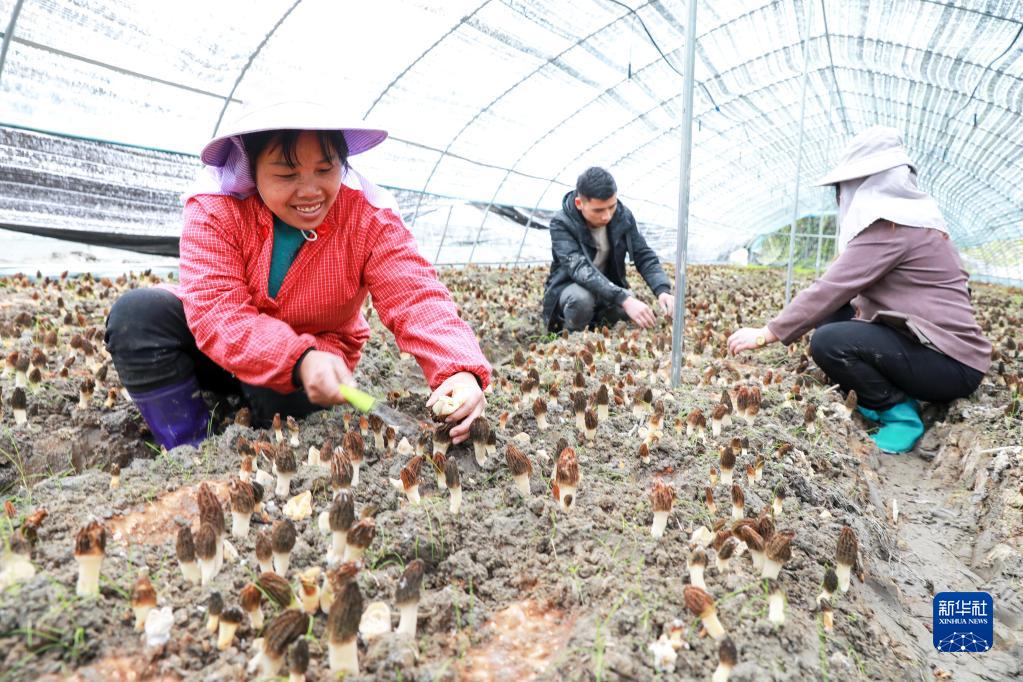 春风唤来燕归乡——人才回流助力贵州乡村振兴开新局