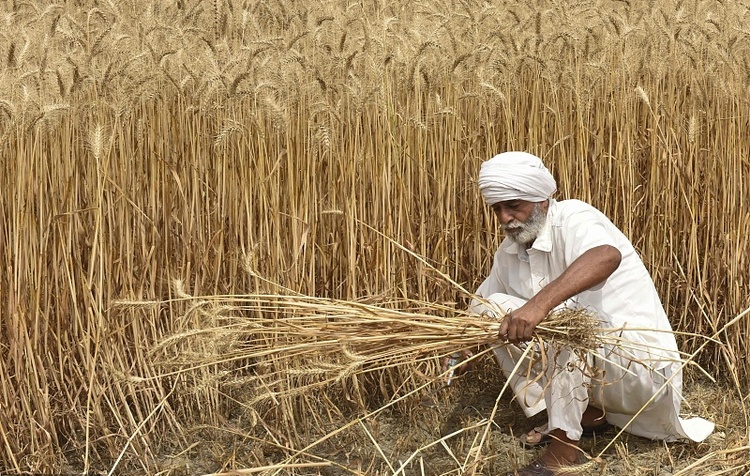 印度禁小麦出口 市场忧粮价再涨