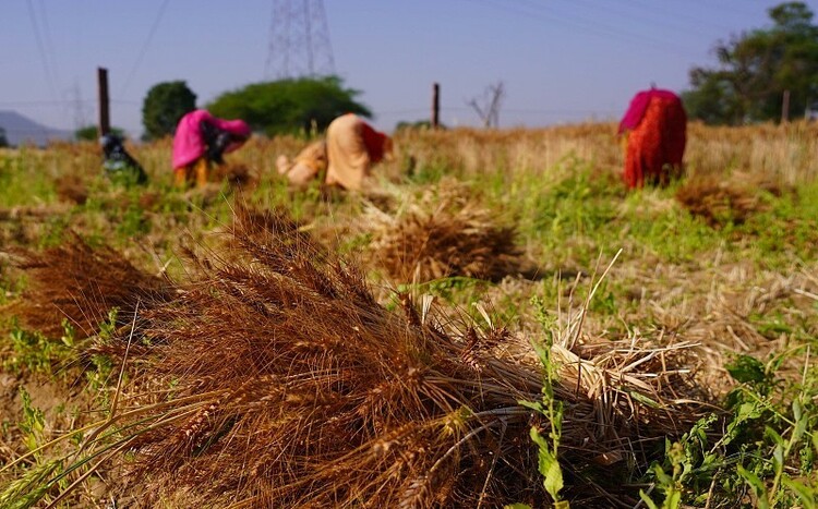 印度禁小麦出口 市场忧粮价再涨