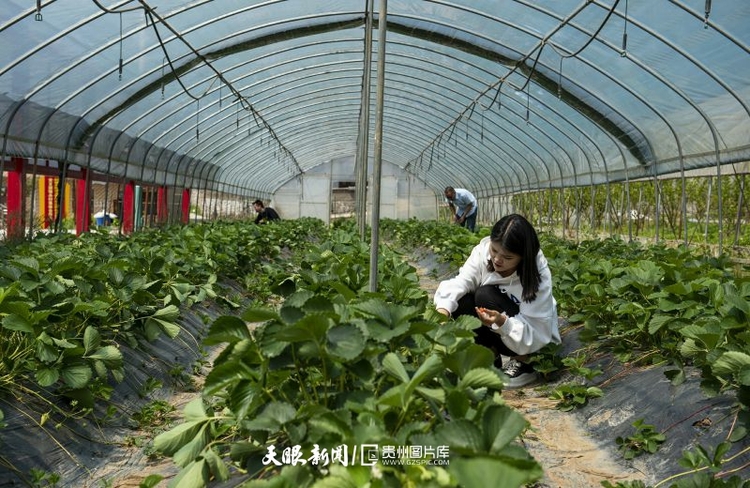 (中首)贵州赫章:党建引领助推乡村振兴