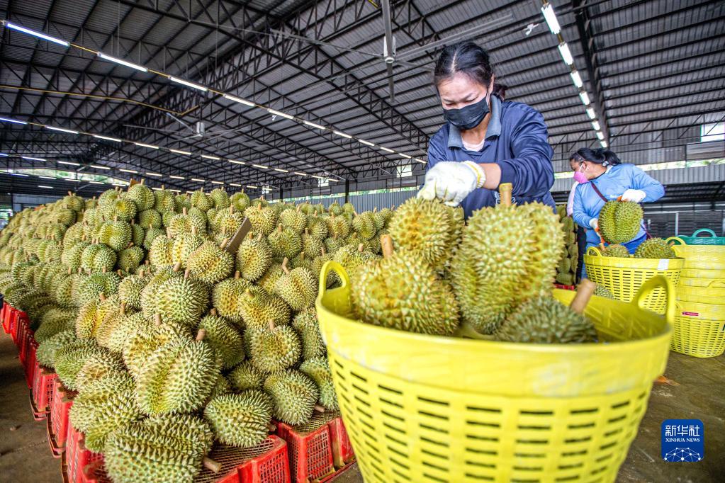 让更多中国人吃到泰国榴莲——RCEP给泰国果农扩大出口带来新期盼