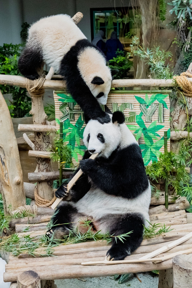 全球连线 | 中国旅马大熊猫“靓靓”的第三只宝宝取名“升谊”